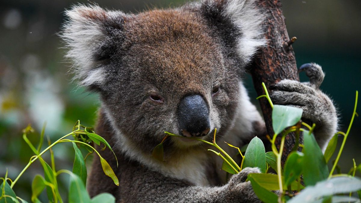 Austrálie se snaží sečíst všechny koalí medvídky. Pomůžou drony i psi